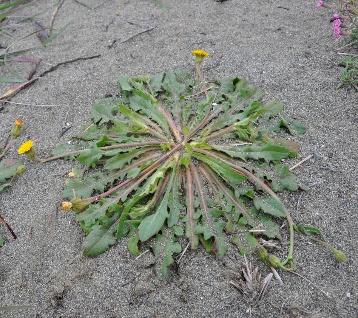 Изображение особи Hedypnois rhagadioloides.