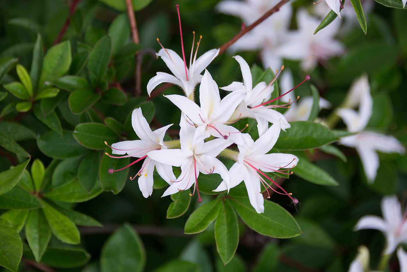 Изображение особи род Rhododendron.