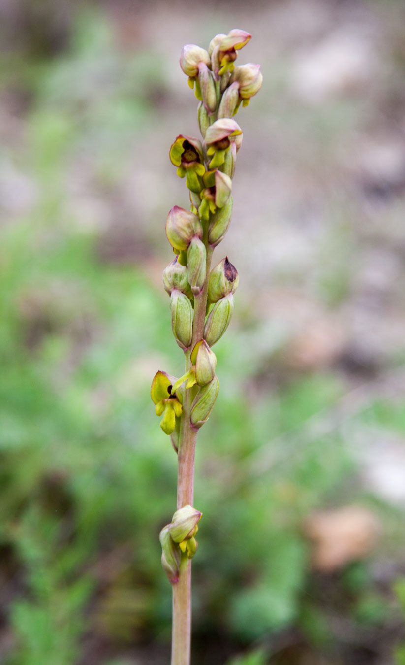 Image of Steveniella satyrioides specimen.