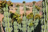 genus Euphorbia. Верхушки растения с плодами. Намибия, горы Эронго, склон горы Брандберг, каменистая пустыня. 08.05.2019.