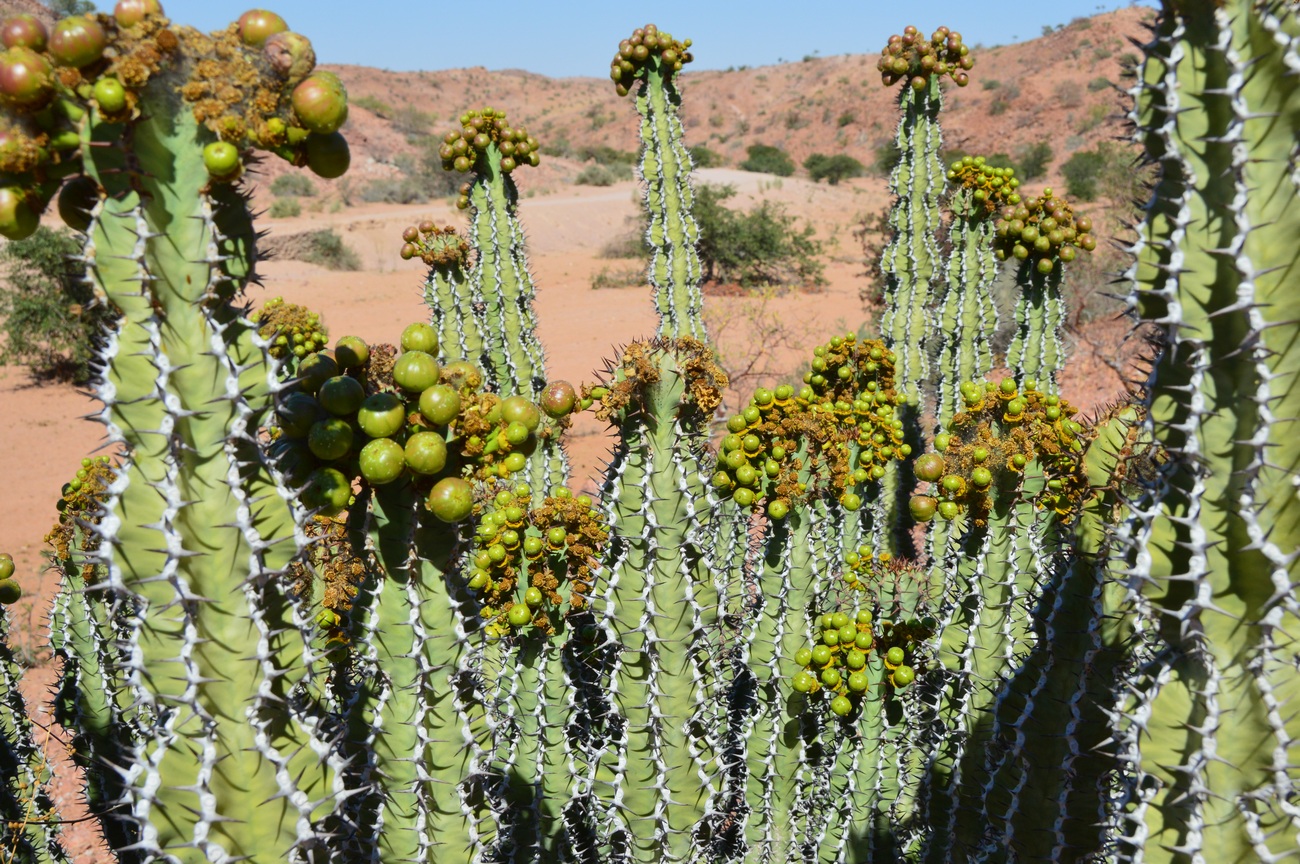 Image of genus Euphorbia specimen.