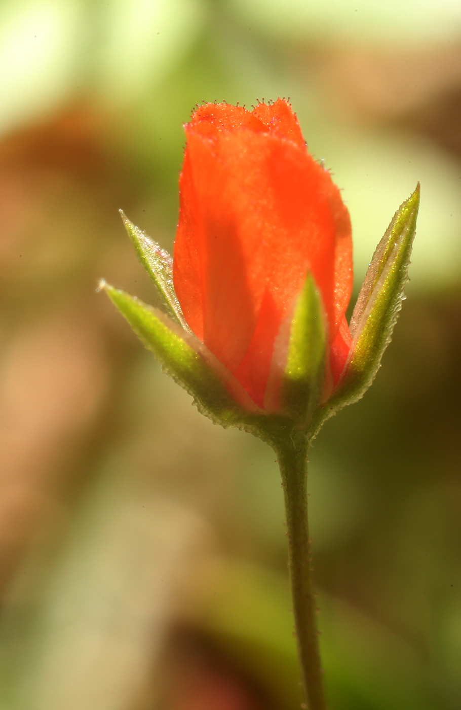 Изображение особи Anagallis arvensis.