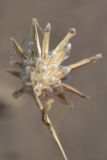 Hyalea pulchella
