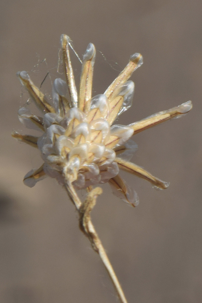 Image of Hyalea pulchella specimen.