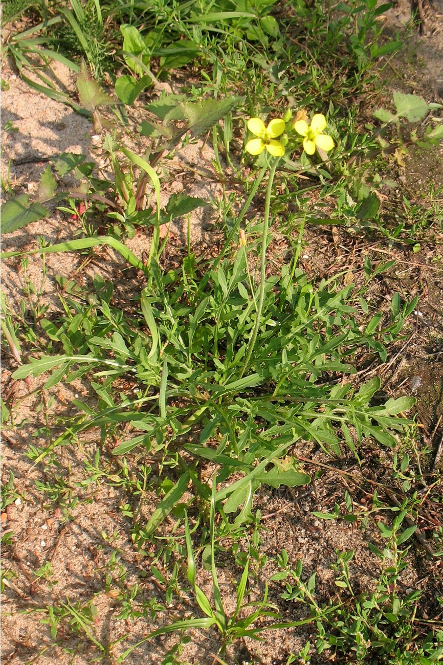 Image of Diplotaxis tenuifolia specimen.