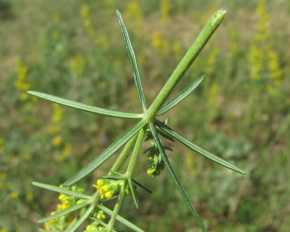 Изображение особи Galium verum.