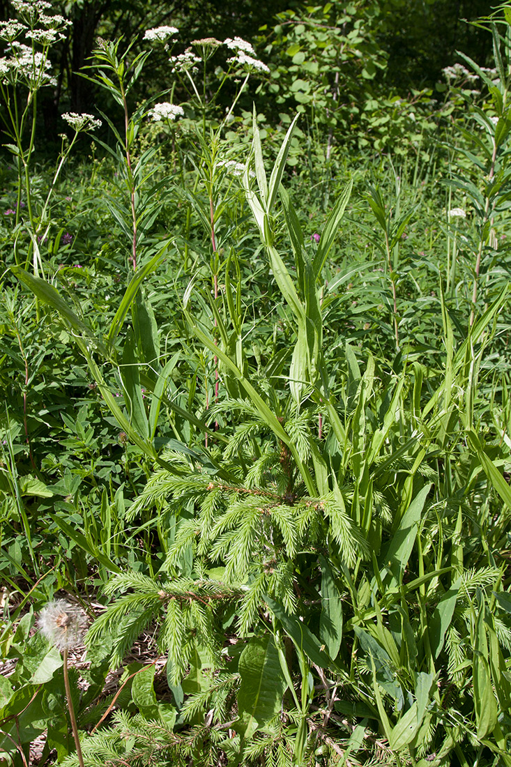 Изображение особи Lathyrus sylvestris.