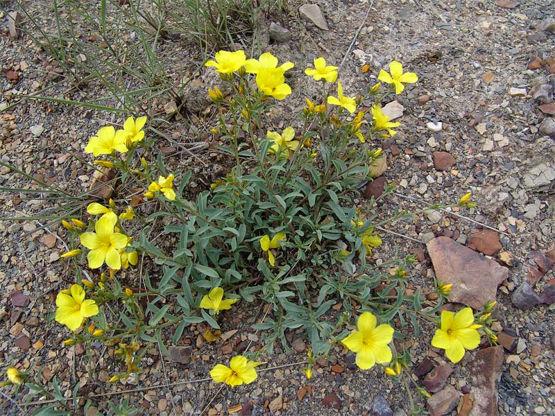 Image of Linum alexeenkoanum specimen.