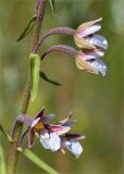 Epipactis palustris