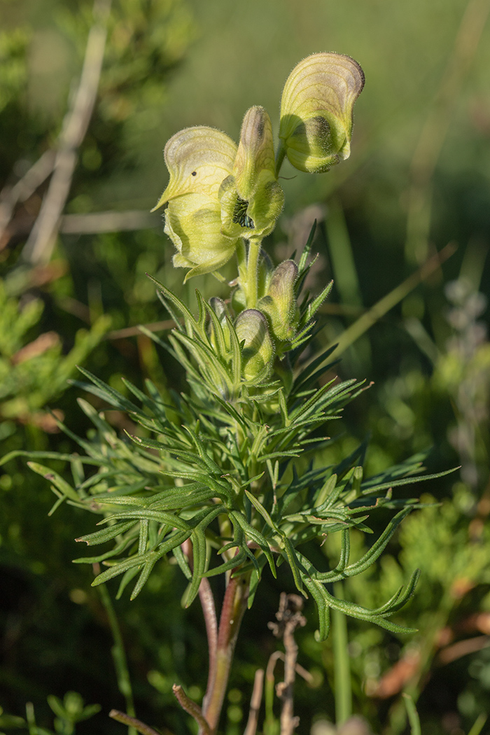 Изображение особи Aconitum confertiflorum.