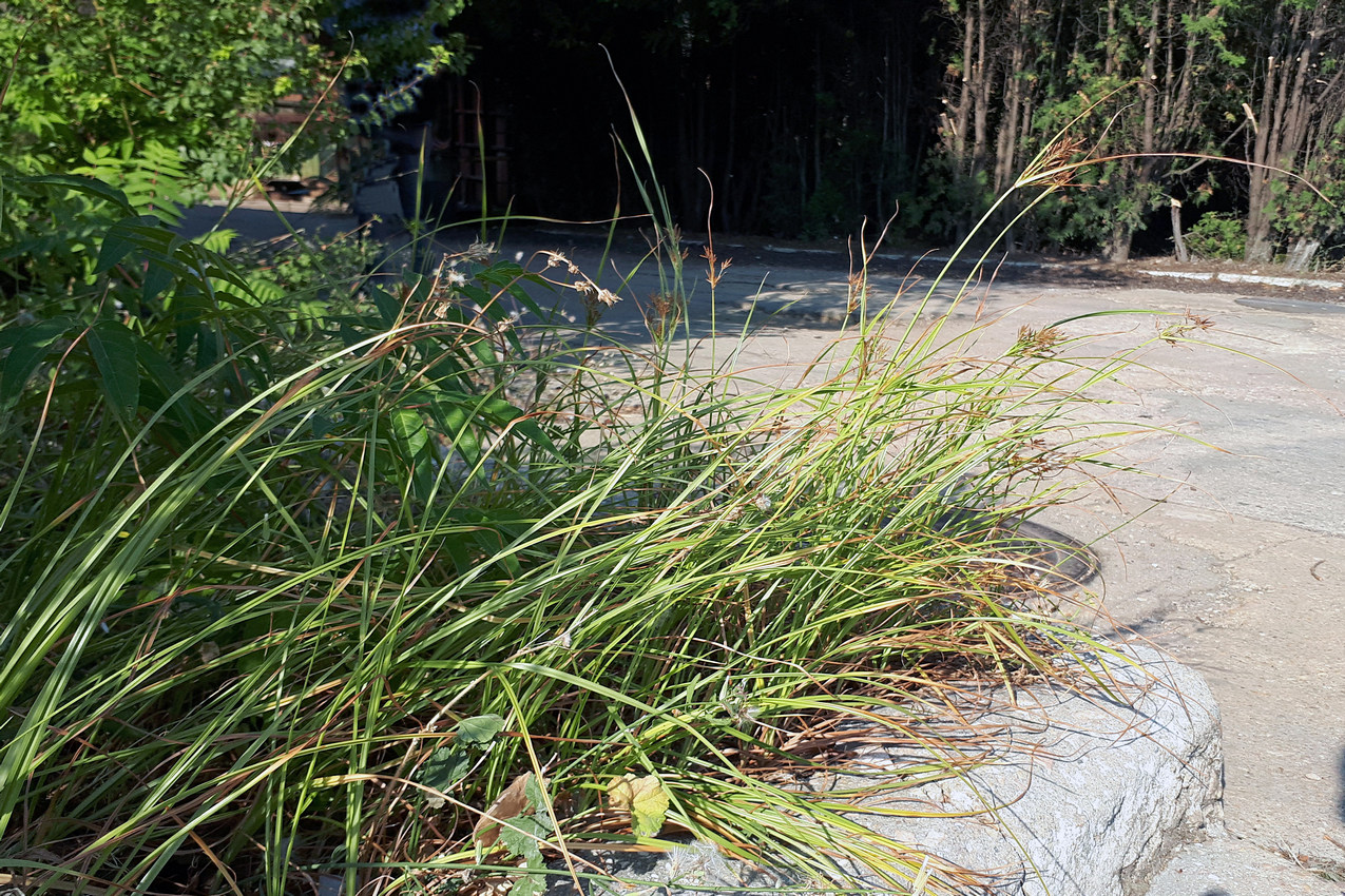 Image of Cyperus longus specimen.