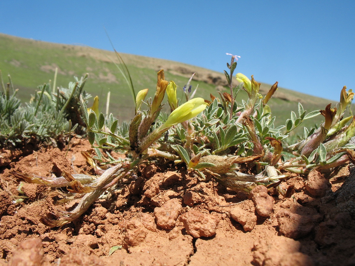 Изображение особи род Astragalus.