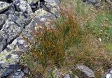 Juncus trifidus