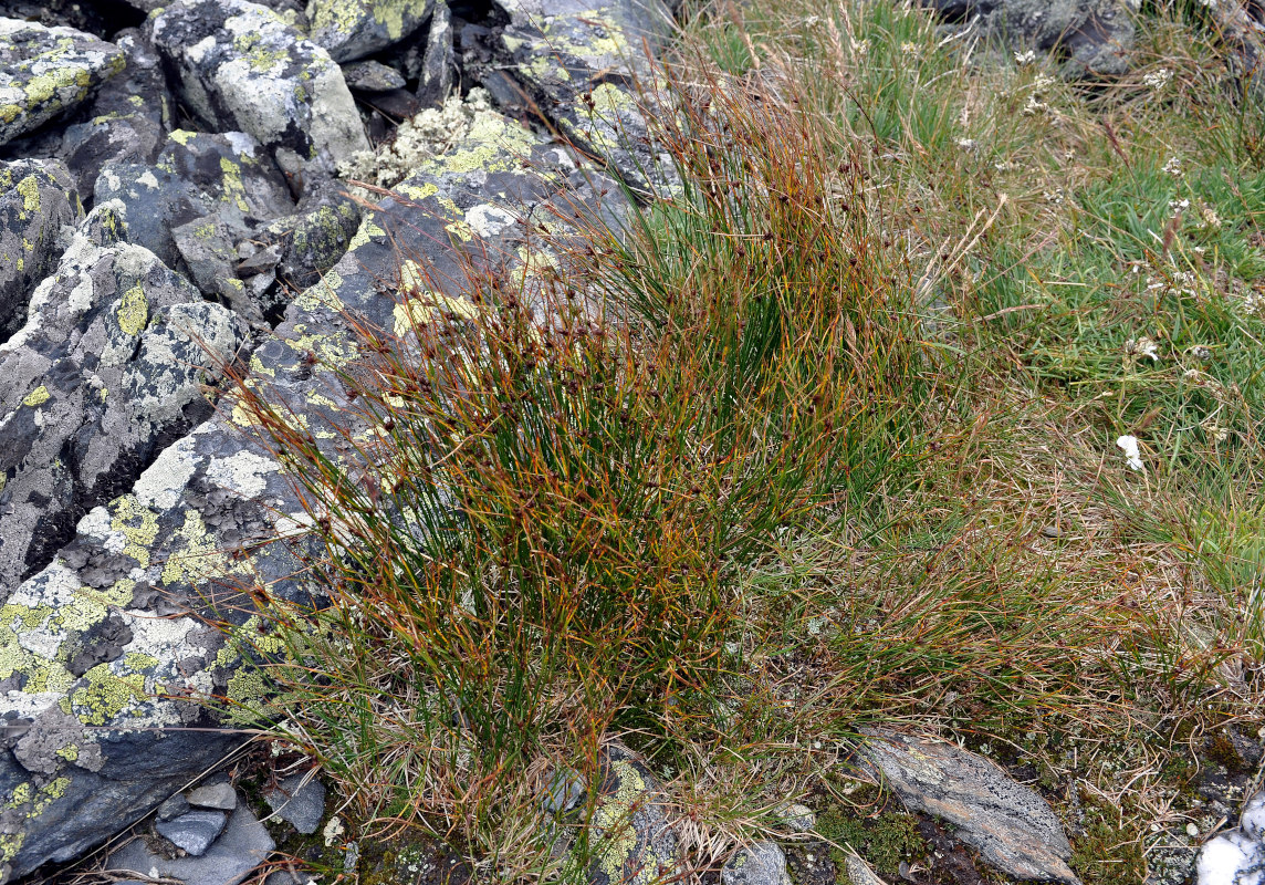 Изображение особи Juncus trifidus.