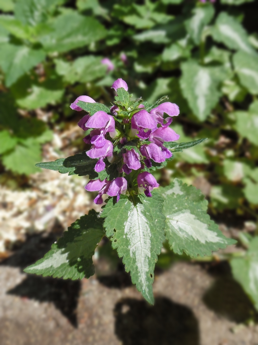 Image of Lamium maculatum specimen.