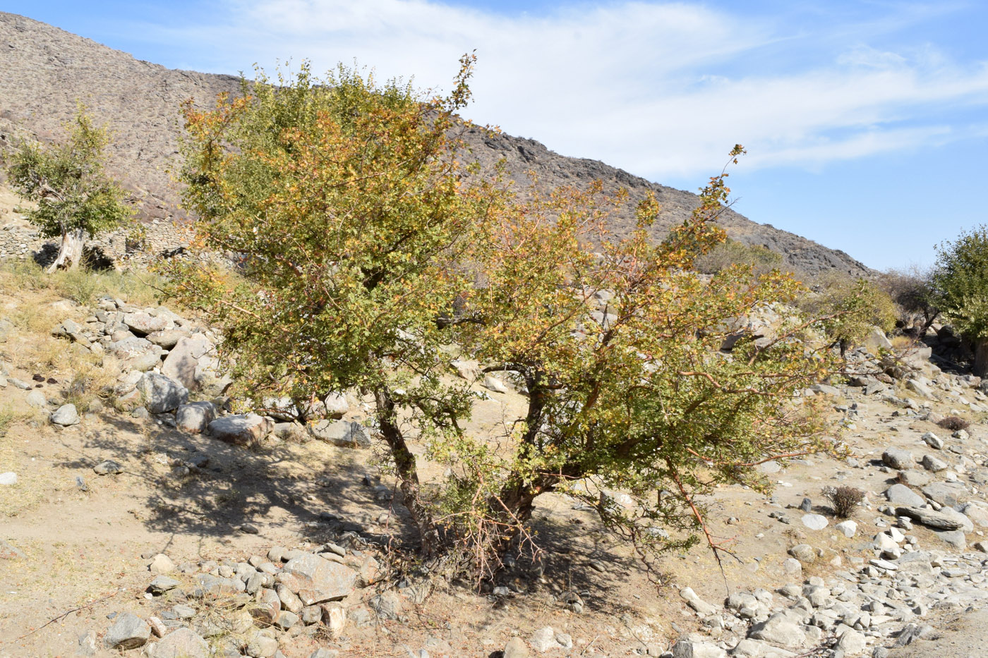 Image of Crataegus songarica specimen.