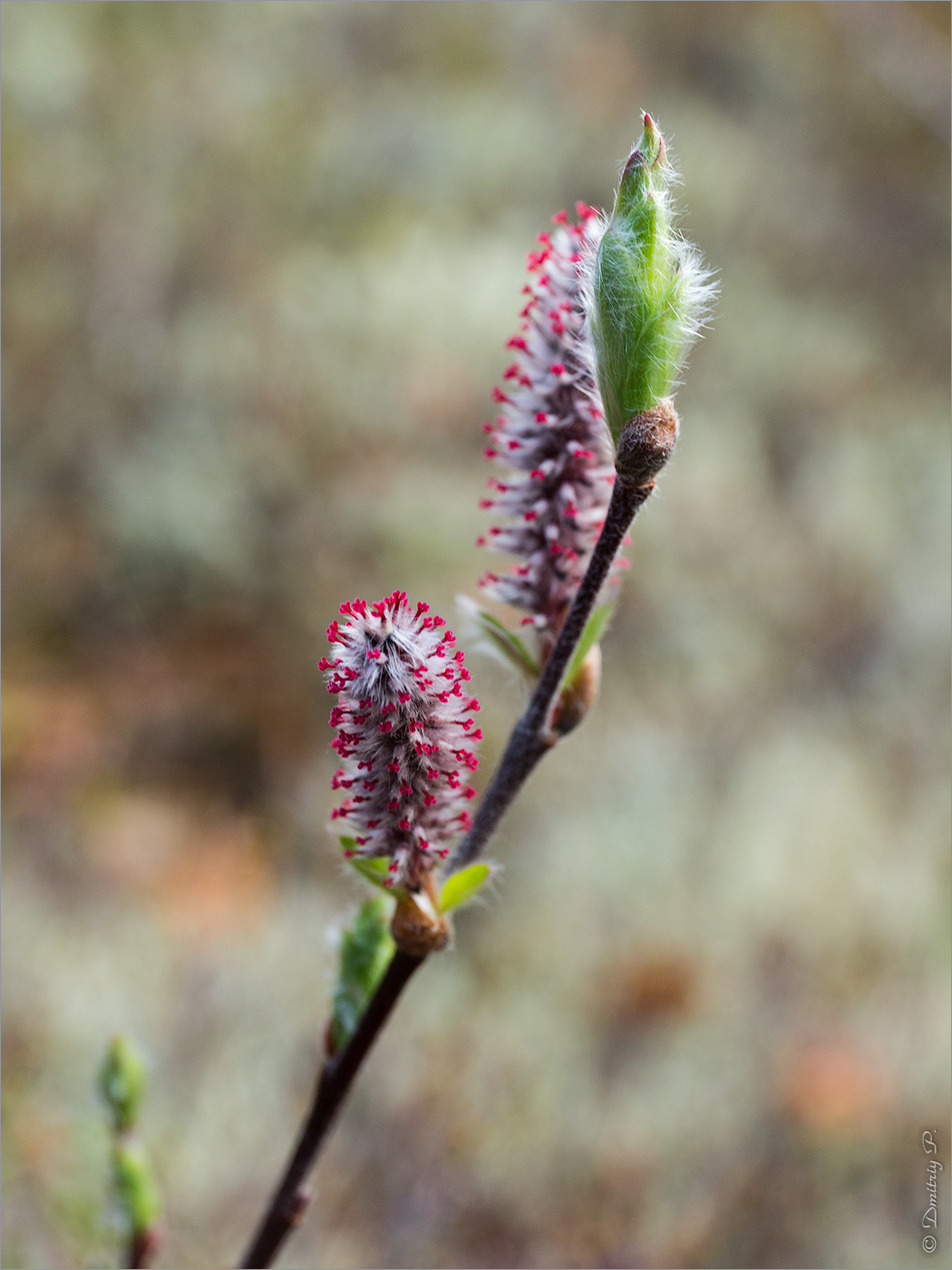 Image of genus Salix specimen.