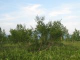 Betula divaricata. Растение в берёзовом редколесье. Камчатский край, Елизовский район, природный парк \"Вулканы Камчатки\", окрестности \"Медвежьей тундры\", кордон Центральный. 21.07.2010.