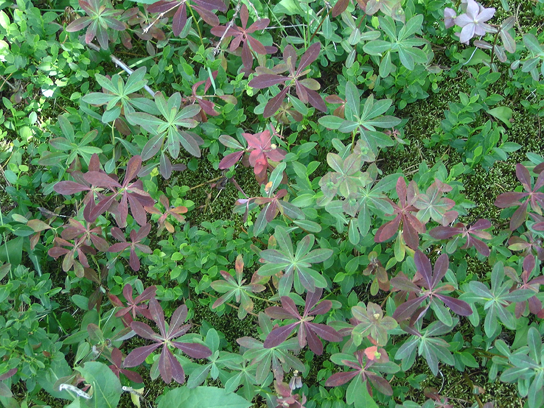 Изображение особи Euphorbia ambukensis.