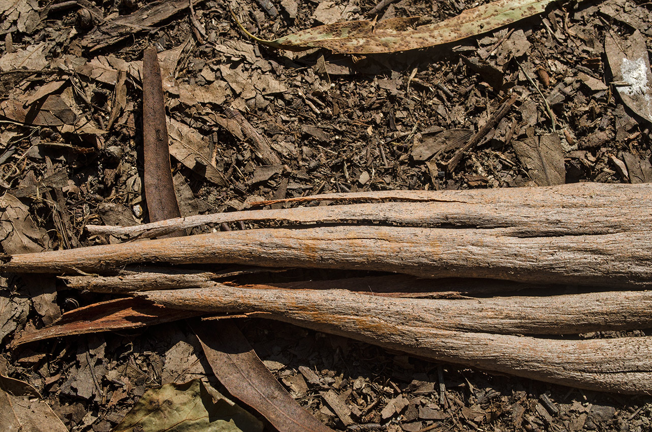 Image of genus Eucalyptus specimen.