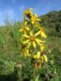 Ligularia sibirica