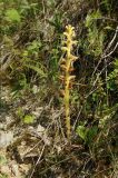 Orobanche bartlingii