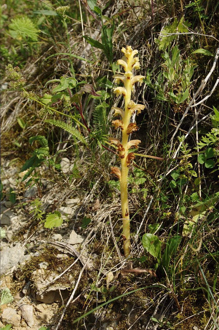 Изображение особи Orobanche bartlingii.