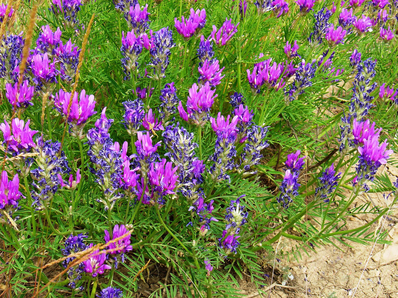 Image of Astragalus onobrychis specimen.