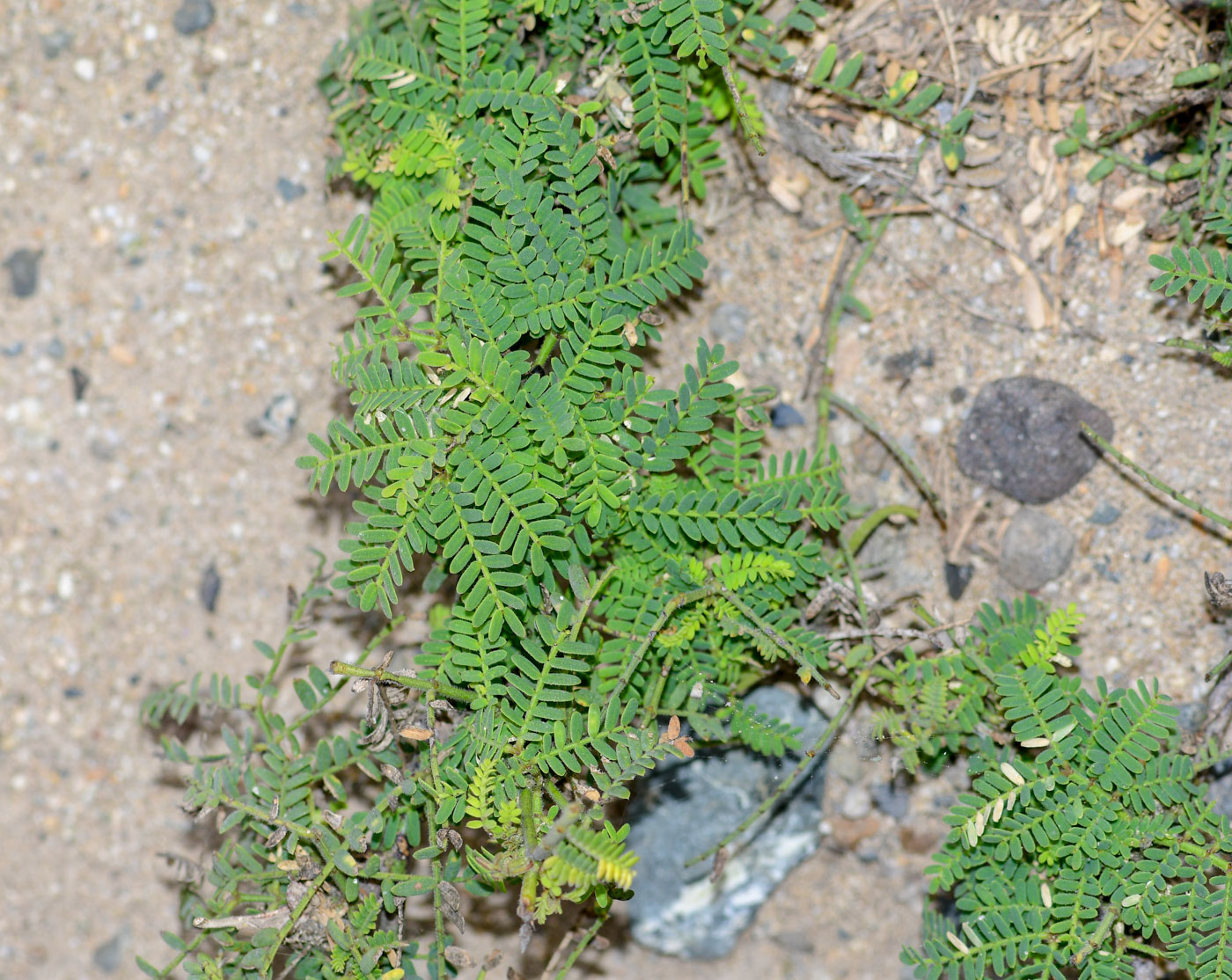 Изображение особи Prosopis pallida.