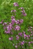 Hesperis sibirica