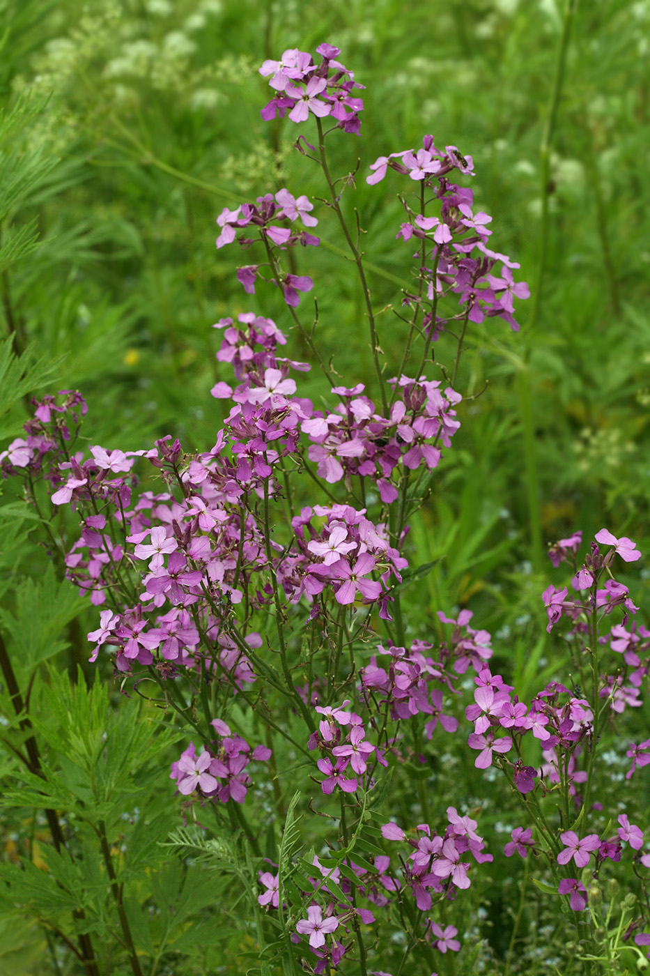 Image of Hesperis sibirica specimen.
