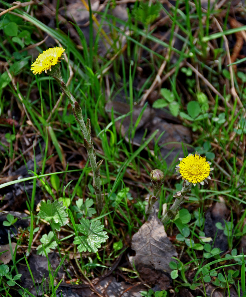 Изображение особи Tussilago farfara.