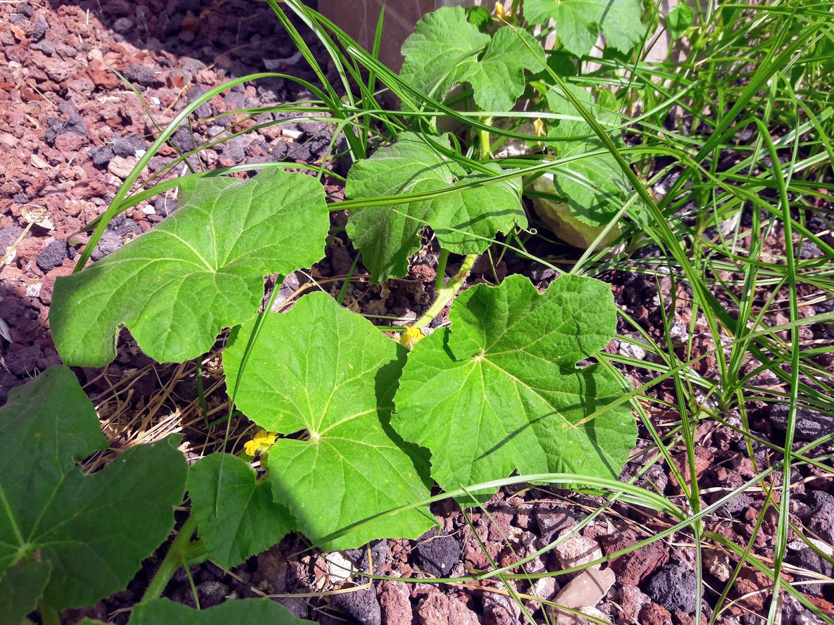 Изображение особи семейство Cucurbitaceae.