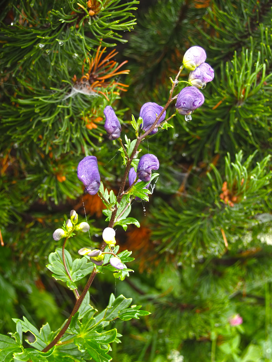 Изображение особи Aconitum firmum.
