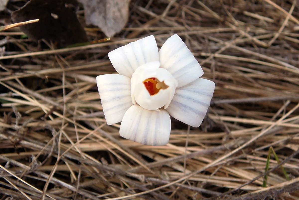 Изображение особи Crocus reticulatus.