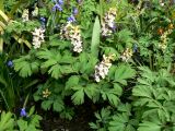 Corydalis cava