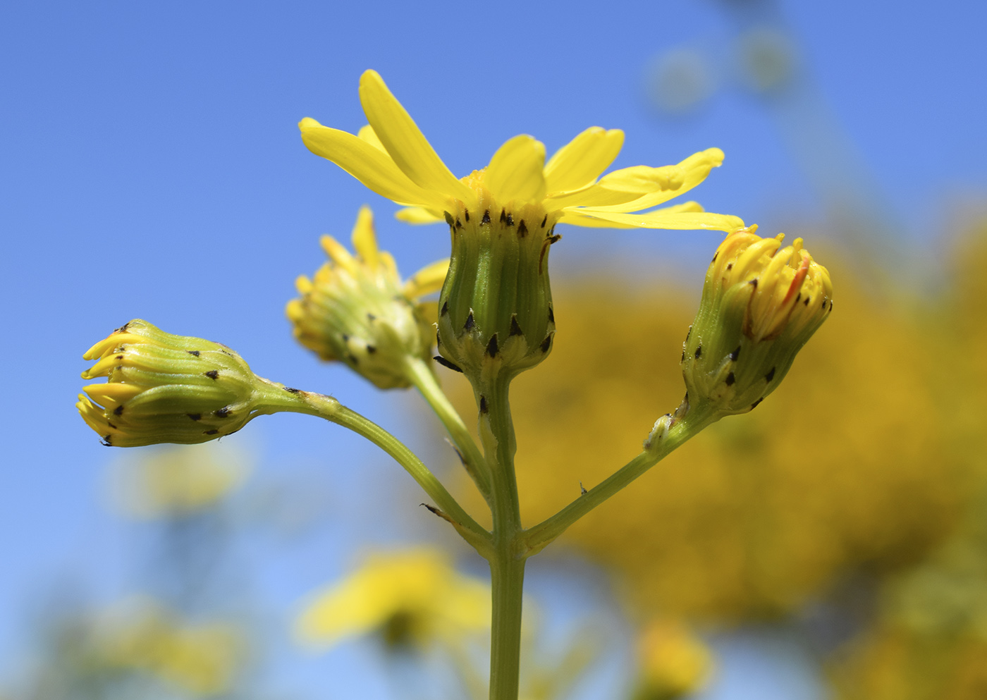 Изображение особи Senecio inaequidens.