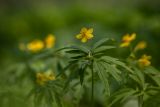 Anemone ranunculoides