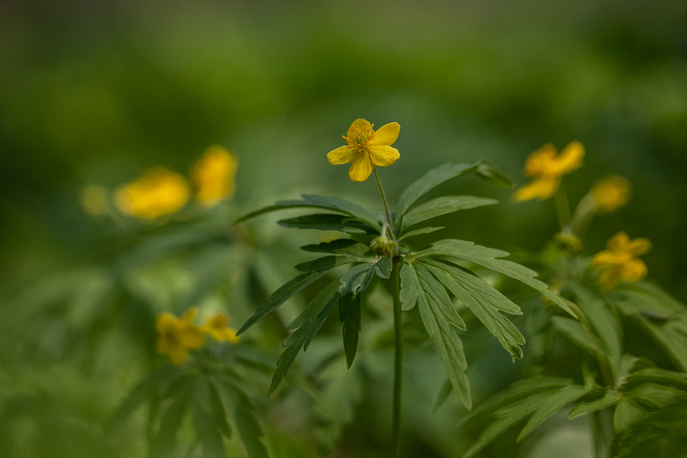 Изображение особи Anemone ranunculoides.