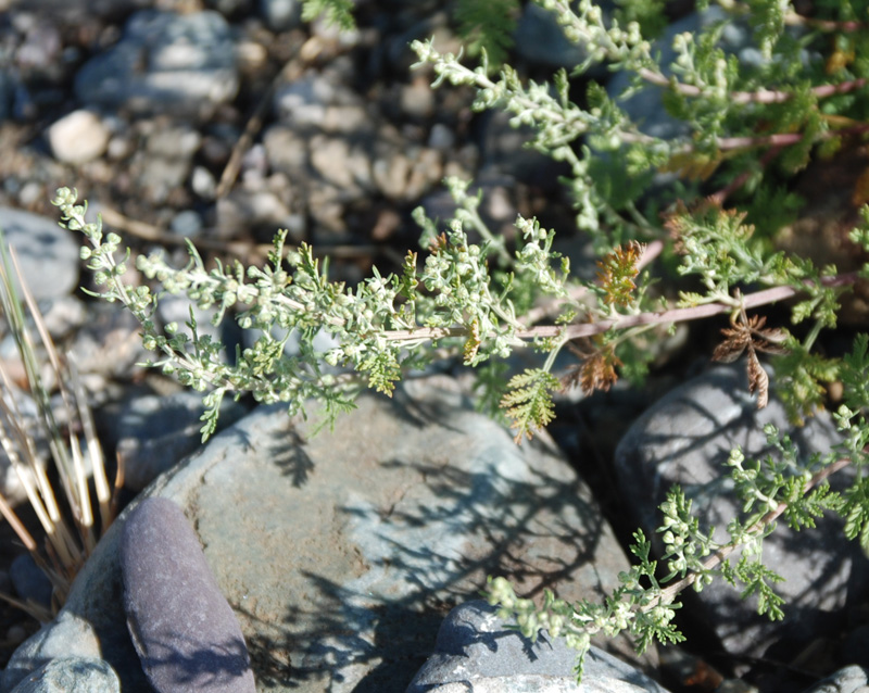 Изображение особи Artemisia stechmanniana.