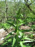 Lilium monadelphum