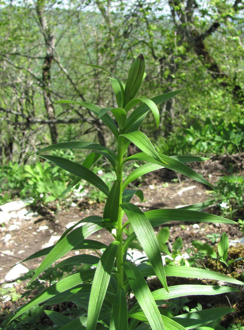 Image of Lilium monadelphum specimen.