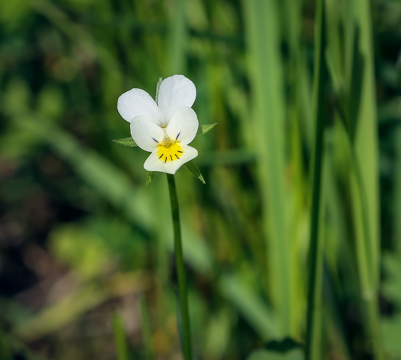 Image of Viola arvensis specimen.