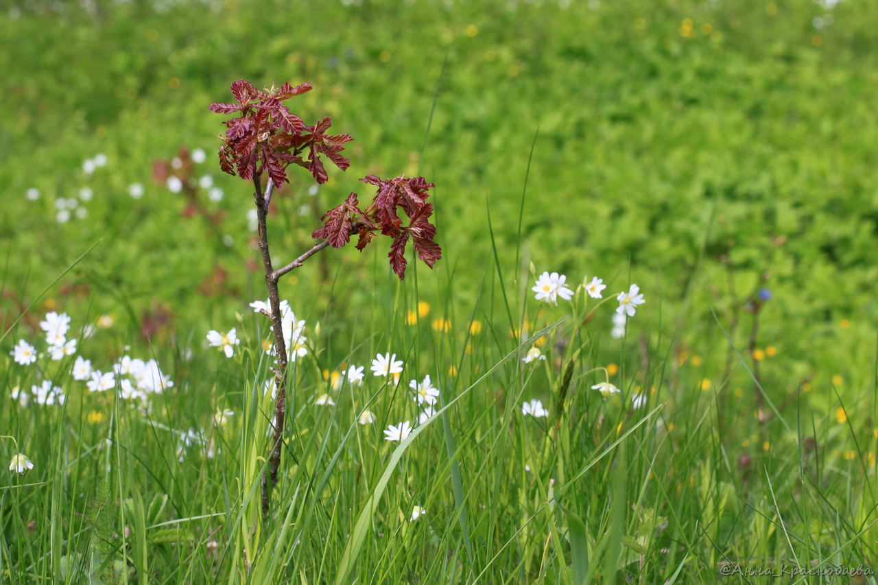 Image of Quercus robur specimen.