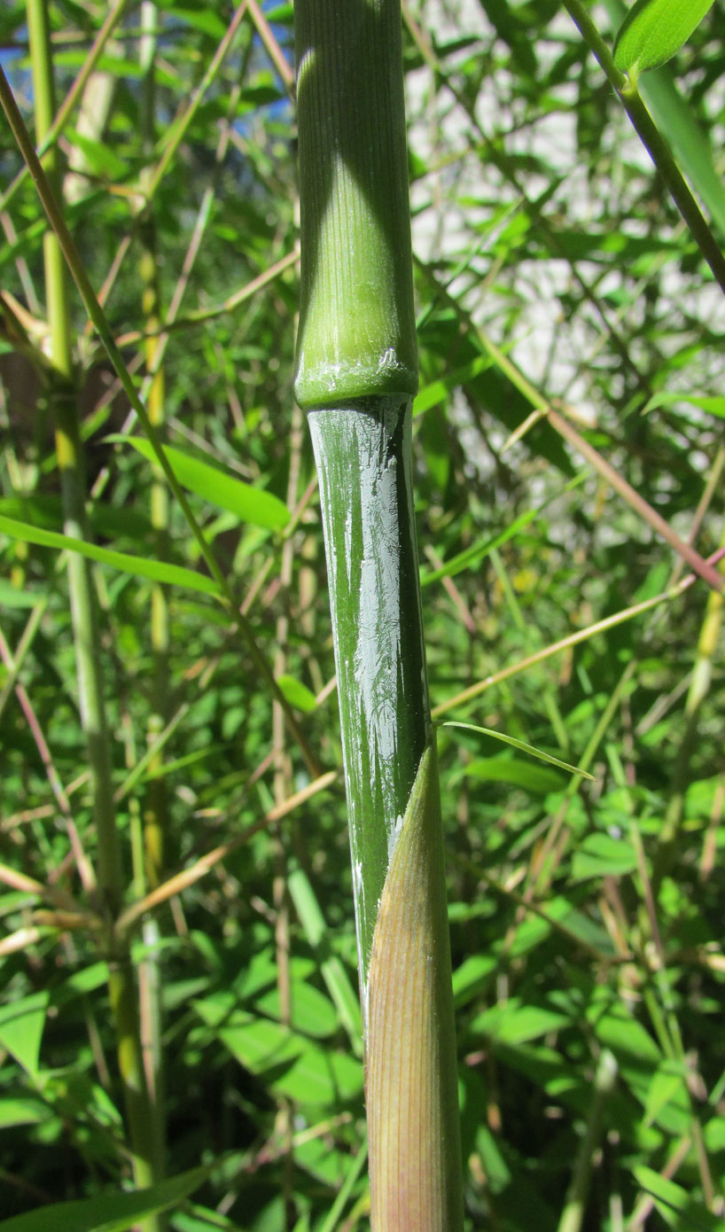 Image of Sinarundinaria nitida specimen.