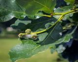 Quercus robur. Верхушка побега с соплодием с развивающимися плодами. Пермский край, г. Пермь, Ленинский р-н, городская эспланада, сквер, в озеленении. 06.07.2020.