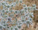 Eryngium caeruleum