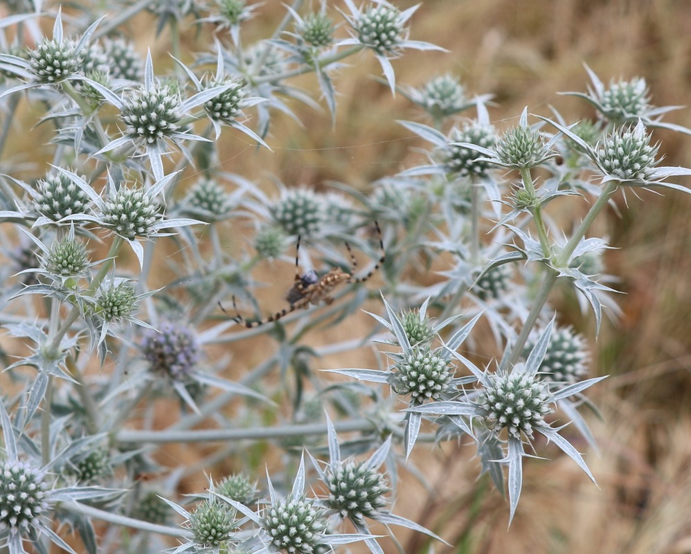 Image of Eryngium caeruleum specimen.