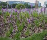 Liatris spicata. Цветущие растения. Пермский край, г. Пермь, Ленинский р-н, эспланада, клумба. 24.07.2020.