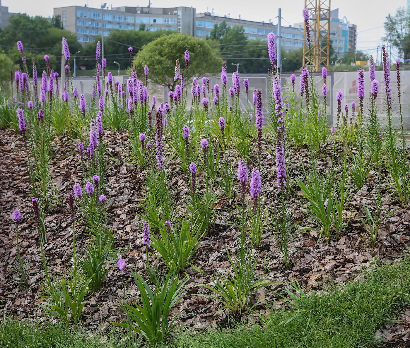 Изображение особи Liatris spicata.